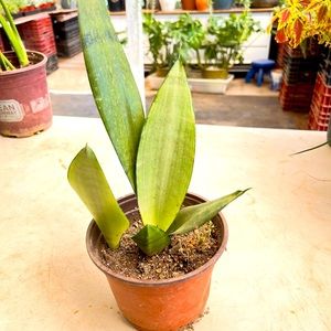 Moonshine snake plant | 6 inch pot